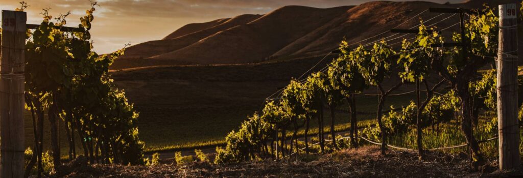 Balkan Wines